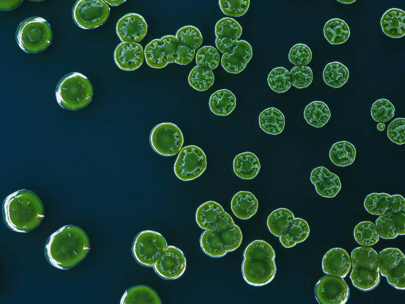 Haematococcus pluvialis Photobioreactors