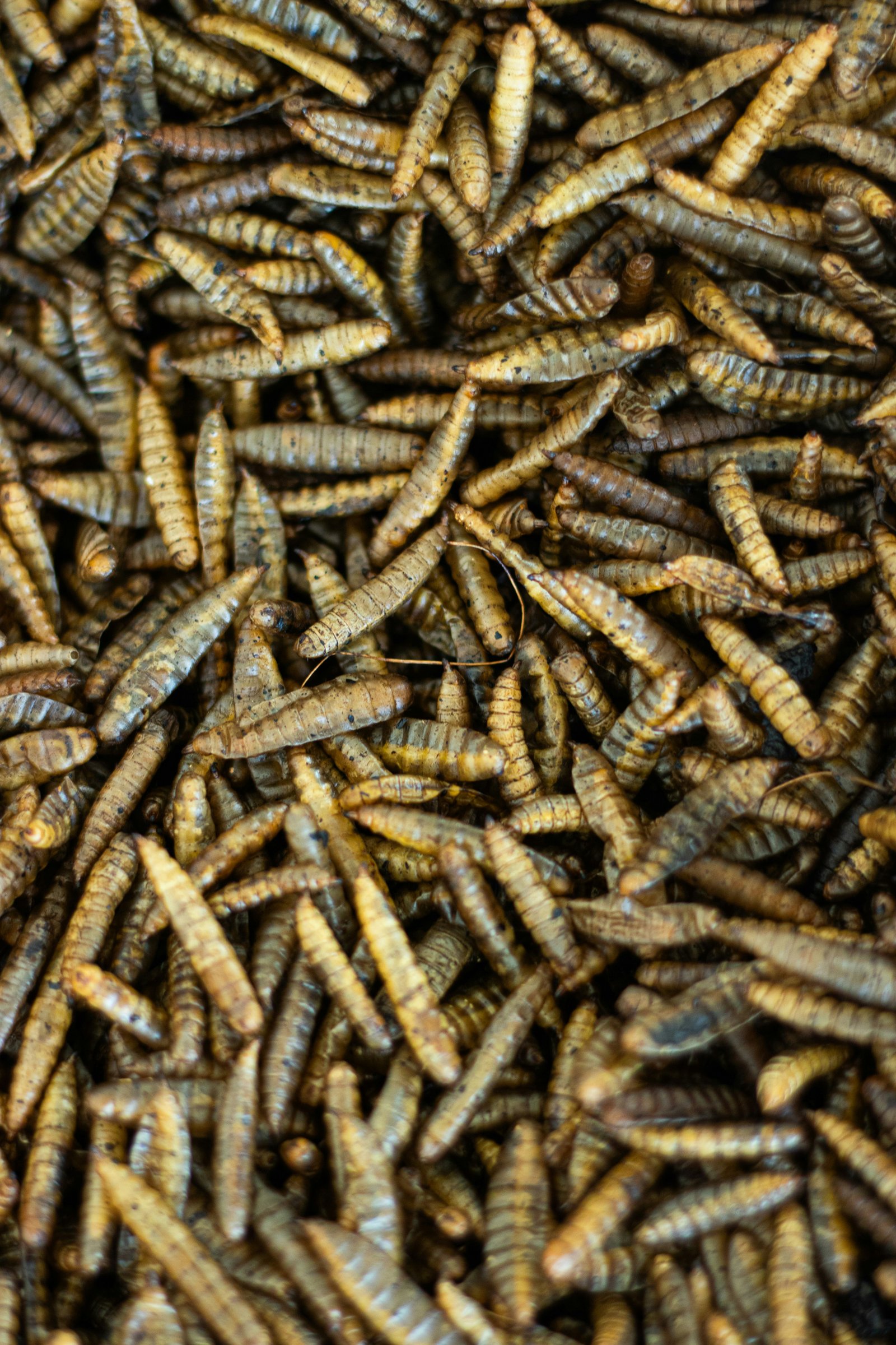 Insect Feed Pellets
